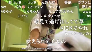 2025/07/23 18:05【かなた】初めての犬カフェで癒されまくり！
