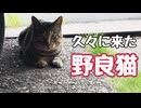 顔見れたのは うれしいですが…【野良猫】