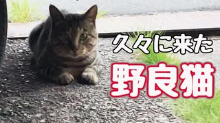 顔見れたのは うれしいですが…【野良猫】
