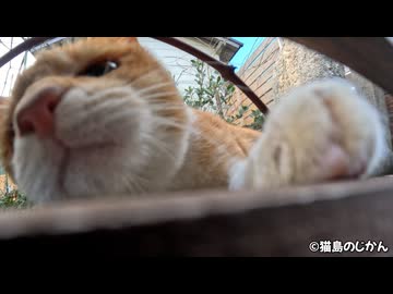 すき間からのニャンたちがカメラを気にする