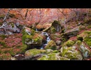 small waterfall on autumn day in forest