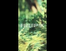 close up of green fern leaves in a forest setting