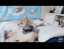 2025年7月20日夜もこたむ
