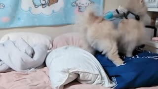2025年7月20日ほりほりもこたむ