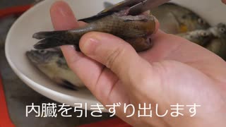 ブルーギル釣って食ってみた