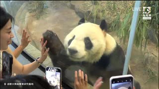 PandapiaLive_2025_7_24