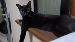 まえあしのばすこま