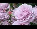 【弾き語りカバー】人の瀬 - paionia
