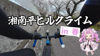 春の湘南平！お花見ヒルクライム【VOICEVOX車載】