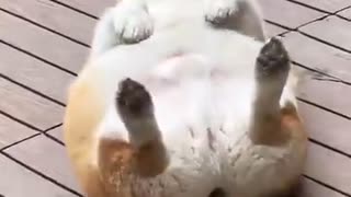 ホモと見る自力で起き上がれないコーギー