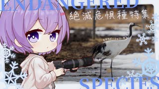 【VOICEROID旅行】北海道で逢える絶滅危惧種特集【月乃雫写真館】