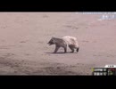 ホモと見る野球大会に乱入する謎のハクビシン