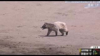 ホモと見る野球大会に乱入する謎のハクビシン