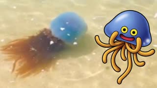 ホモと見るホイミスライムみたいなクラゲ