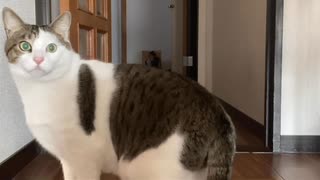 2月18日のげんきねこ