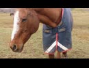 優しいラブちゃん＿期間限定公開動画