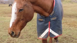 優しいラブちゃん＿期間限定公開動画