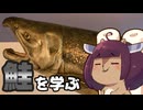新潟は村上で鮭が見れるぞ　チョウザメに触れるぞ　稚魚に会えるぞ【VOICEROID旅行】