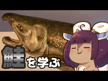 新潟は村上で鮭が見れるぞ　チョウザメに触れるぞ　稚魚に会えるぞ【VOICEROID旅行】