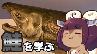 新潟は村上で鮭が見れるぞ　チョウザメに触れるぞ　稚魚に会えるぞ【VOICEROID旅行】