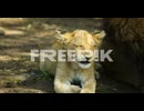 cub yawns and is laying near lion