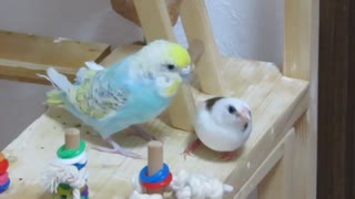 インコから逃げるジュウシマツ→テリトリーにいるキンカチョウ