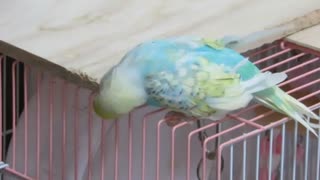 インコの力　かじるのが好きなインコ