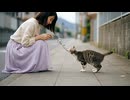 「ニャンだテメー」MV AI生成動画