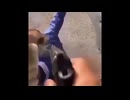 Russian Memes by Killa大好き