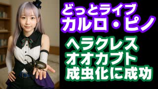 カルロ・ピノ、2年1か月育てたヘラクレスオオカブトのオスがついに成虫になったことを報告【.LIVE/どっとライブ/VTuber】