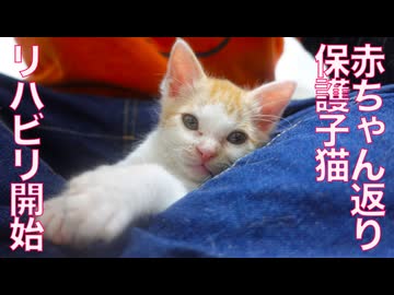 病で窮地の猫たち、奇跡の復活とリハビリ開始