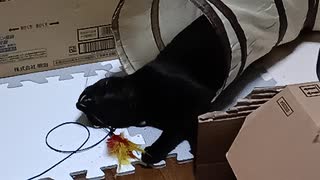 上半身だけだすこま