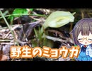 夏～秋が旬！　野生のミョウガを採って酢漬け作り♪