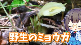 夏～秋が旬！　野生のミョウガを採って酢漬け作り♪