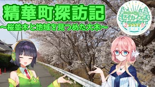 精華町探訪記 ～桜並木と地域を見つめた大木～ 【セイカフェス2025】
