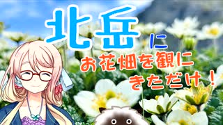 北岳にお花畑を観に来ただけ【桜乃そら誕生祭2025】