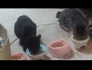 今日の猫さんたち 2025-07-25