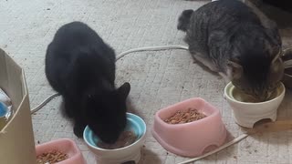 今日の猫さんたち 2025-07-25