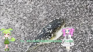 イタコのへっぽこ釣り日記　一分釣り動画祭2025