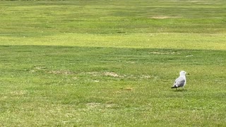 岩手県陸前高田　道の駅高田松原　芝刈ロボと鳥の様子　2025　0712