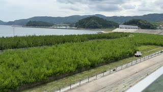 岩手県陸前高田　道の駅高田松原　新たな松の植林状況　2025　0712