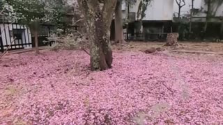 【外配信】東京都日野市：3つの市の境い目にある境界標を見たい【散歩】(2025.03.06)