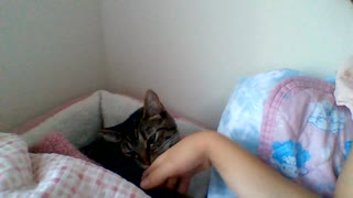 紹介します：この子猫は猫のグミちゃんです！