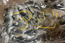 アジ　三枚おろし　開き　寿司　アジ　酢〆　コンブ