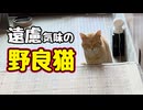 ふだん 図々しいクセに…【野良猫】