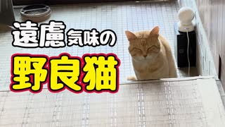 ふだん 図々しいクセに…【野良猫】