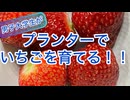 【UG# 2】初心者でも安く簡単にいちごを育てる！@プランター