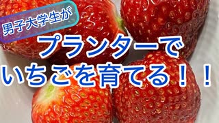【UG# 2】初心者でも安く簡単にいちごを育てる！@プランター