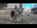 近寄って来てくれた愛され上手な子猫が可愛い