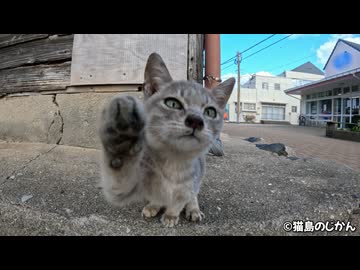 近寄って来てくれた愛され上手な子猫が可愛い